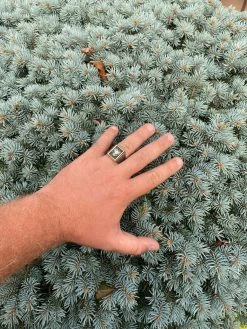 Mens 14k Gold & Real Solid 925 Sterling Silver Albanian Double Headed Eagle Ring -Harlem Bling Shop italiano silver inc mens 14k gold and real solid 925 sterling silver albanian double headed eagle ring 12210.1664381150