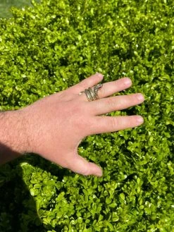 Snake Ring 14K Gold Vermeil 925 Silver Wrap Around Cobra W. Ruby Eyes Sizes 5-12 22 Snake Ring 14K Gold Vermeil 925 Silver Wrap Around Cobra W. Ruby Eyes Sizes 5-12 -Harlem Bling Shop snake ring 14k gold vermeil 925 silver wrap around cobra w ruby eyes sizes 5 12 80230.1664393395